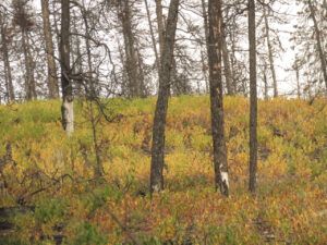 13 dogbane (Summers End)