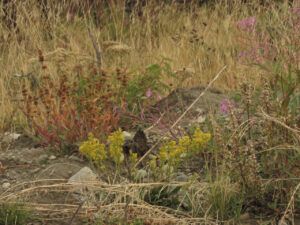 14 last of flowers (Summers End)