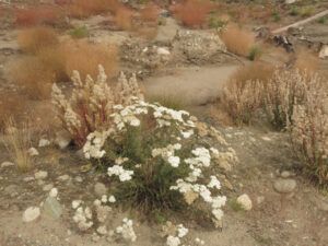 15 yarow and seedheads (Summers End)