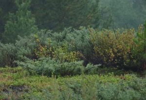 18 juniper smoke again (Summers End)