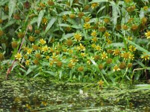 19 nodding beggarticks (Summers End)