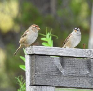 garden full of sparrows (Summers End)