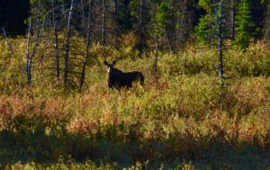 2 moose (The Slow Slide Into Winter.)