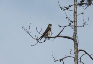 20 merlin (Summers End)