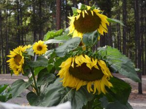 26 sunflowers (Summers End)