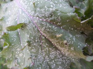 27 frost on kale (Summers End)