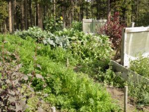 4 garden (Summers End)