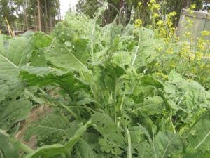 7b kale (Summers End)