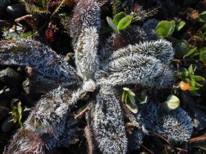 5 white hawkweed (The Slow Slide Into Winter.)