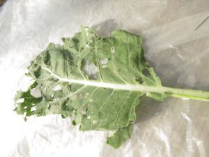 7c single kale leaf (Summers End)