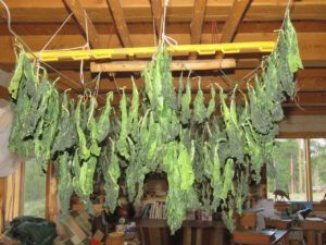 7d hanging to dry (Summers End)