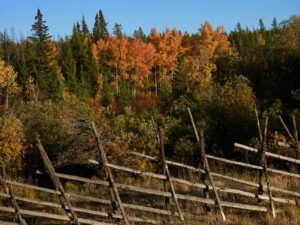 7 jack fence (The Slow Slide Into Winter.)