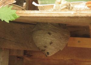 8 yellowjackets (Summers End)