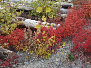 DSCN0723 (Sensory Overload)