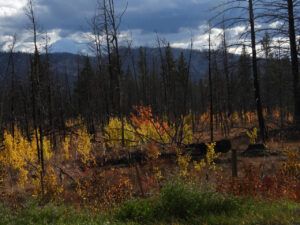 DSCN0748 (Sensory Overload)