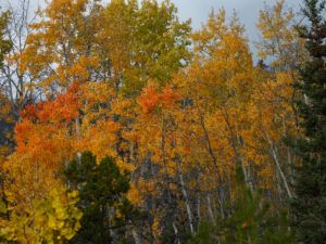 DSCN0756 (Sensory Overload)