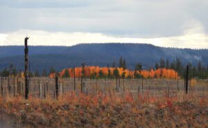 DSCN0765 (Sensory Overload)