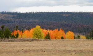 DSCN0767 (Sensory Overload)