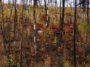 DSCN0946 (Sensory Overload)