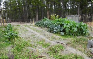 DSCN1037 (The Slow Slide Into Winter.)