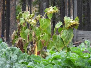 DSCN1039 (The Slow Slide Into Winter.)