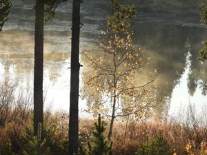 final leaf day for pond aspen (The Slow Slide Into Winter.)