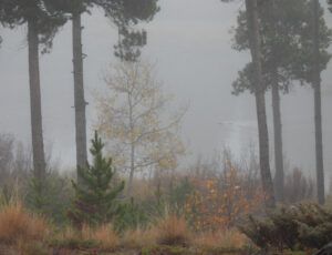 mist and muskrat (The Slow Slide Into Winter.)
