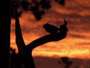 10 sunrise bird (NOVEMBER)