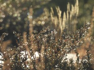 11 melting snow (NOVEMBER)