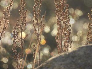 12 melting snow 2 (NOVEMBER)