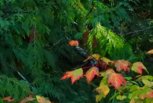 17 vine maple (OCTOBER)