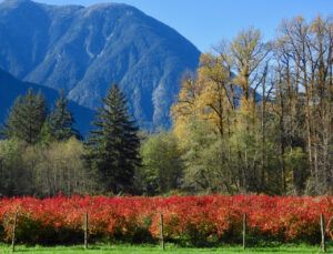 19 blueberries (OCTOBER)