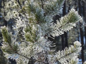 21 hoar 2jpg (NOVEMBER)