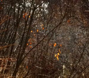 25 lantern leavevs (OCTOBER)