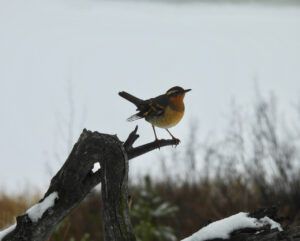 2 broken wing (NOVEMBER)