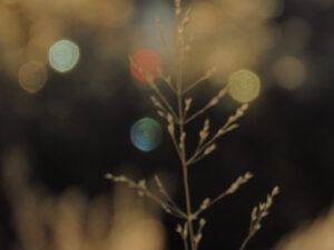 3 fairy lights 3 (OCTOBER)