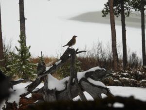 3 NO TREE (NOVEMBER)