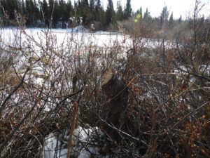 tree remains (NOVEMBER)