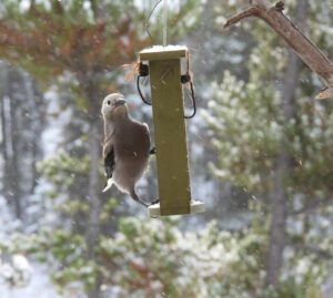 DSCN1248 (MY NEW CAMERA)