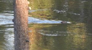 beaver (MY NEW CAMERA)