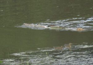 canon beaver (MY NEW CAMERA)