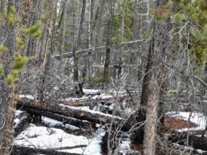 forest mess 1 (NOVEMBER)