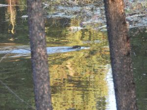 fuzzy beaver new (MY NEW CAMERA)