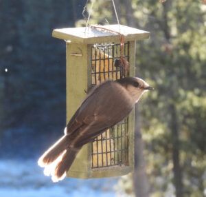 grey jay (MY NEW CAMERA)