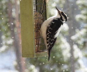 hairy (MY NEW CAMERA)