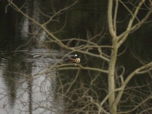 hooded merganzer (MY NEW CAMERA)