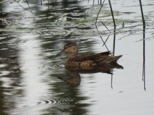 margaret’s mallard (MY NEW CAMERA)