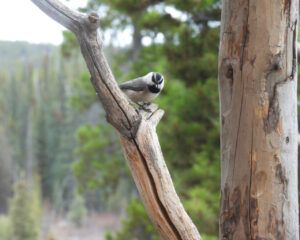 mt chick (MY NEW CAMERA)