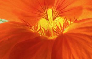 nasturtium (MY NEW CAMERA)