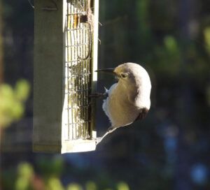nutcracker (MY NEW CAMERA)